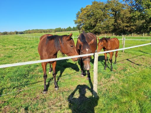 KSARINA , TRESSY et PAKINTA